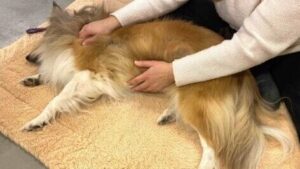 Massage Hund CH